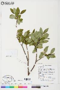 Salix planifolia image