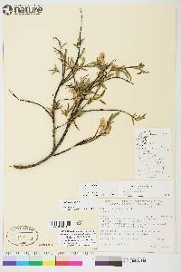 Salix planifolia image