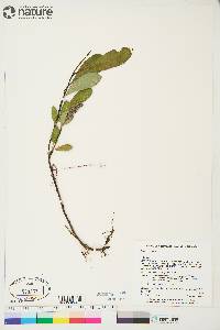 Salix arctica image