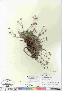 Potentilla rubricaulis image