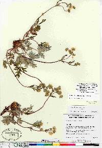 Potentilla arenosa subsp. arenosa image