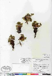 Potentilla hyparctica subsp. hyparctica image