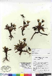 Taraxacum phymatocarpum image