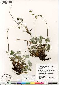 Potentilla arenosa subsp. arenosa image