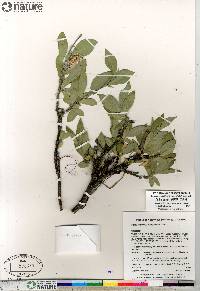 Salix richardsonii image