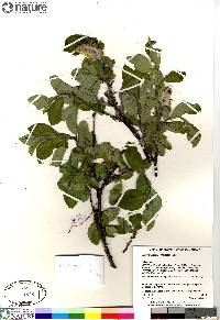 Salix richardsonii image