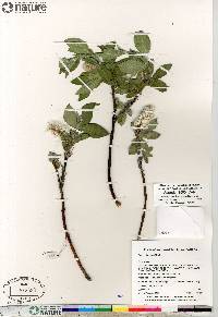 Salix richardsonii image