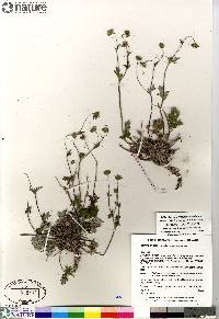 Potentilla arenosa subsp. arenosa image