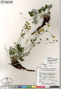 Potentilla arenosa subsp. arenosa image