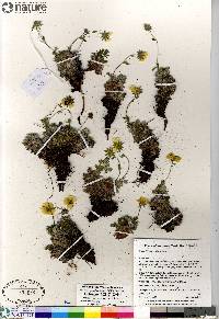 Potentilla subvahliana image