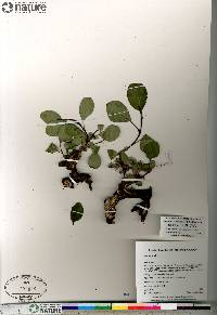 Salix arctica image