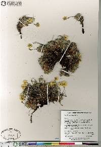 Potentilla subvahliana image