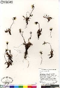 Taraxacum phymatocarpum image