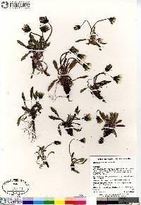 Taraxacum phymatocarpum image