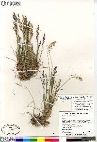 Poa glauca subsp. glauca image