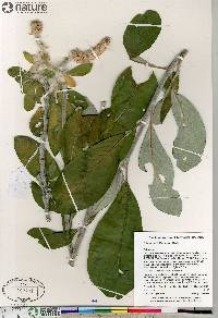 Salix alaxensis image