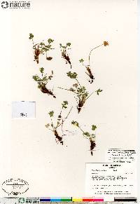 Potentilla hyparctica subsp. hyparctica image