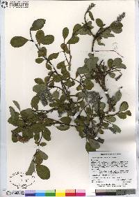 Salix arctica image