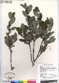 Salix glauca image