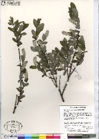 Salix glauca image