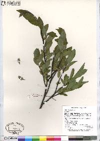 Salix planifolia image