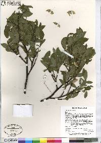 Salix planifolia image