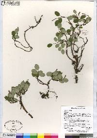 Salix reticulata image