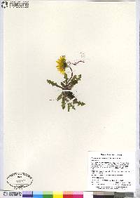 Taraxacum holmenianum image