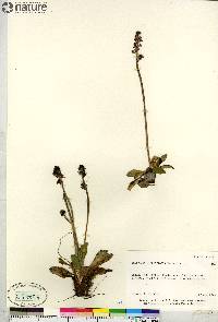 Salix arctica image