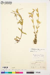 Epilobium ciliatum subsp. glandulosum image