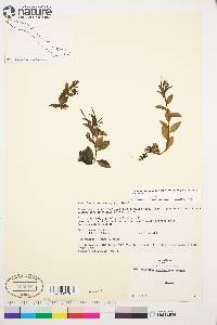 Epilobium hornemannii subsp. behringianum image