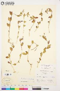 Epilobium hornemannii image