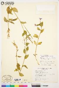 Epilobium hornemannii image