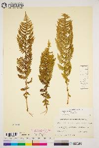 Athyrium asplenioides var. cyclosorum image