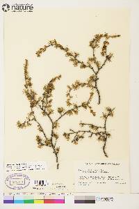 Larix laricina image