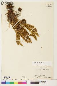 Dryopteris fragrans image