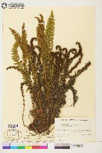 Dryopteris fragrans image