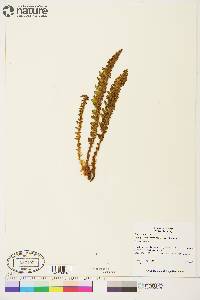 Dryopteris fragrans image