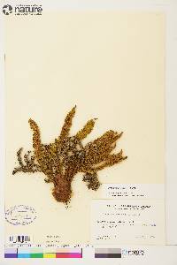 Dryopteris fragrans image