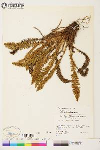 Dryopteris fragrans image