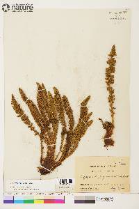 Dryopteris fragrans image