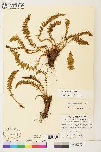 Dryopteris fragrans image