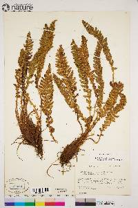 Dryopteris fragrans image