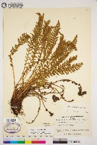 Dryopteris fragrans image