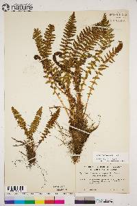 Dryopteris fragrans image