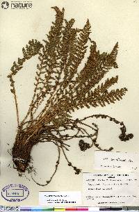 Dryopteris fragrans image