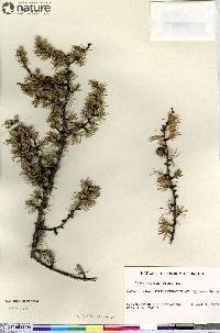 Larix laricina image