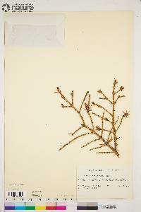 Picea glauca image