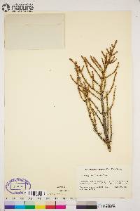 Picea glauca image