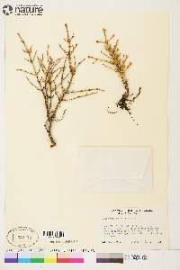 Picea mariana image